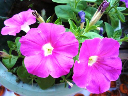 最适合花箱种植的花，不仅好看，养护也很方便！